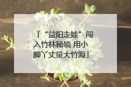 “益阳走娃”闯入竹林秘境 用小脚丫丈量大竹海