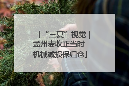 “三夏”视觉｜孟州麦收正当时 机械减损保归仓