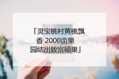 灵宝桃村黄桃飘香 2000亩果园结出致富硕果