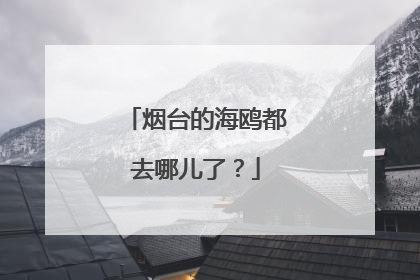 烟台的海鸥都去哪儿了？