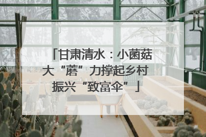 甘肃清水：小菌菇大“蘑”力撑起乡村振兴“致富伞”