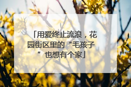 用爱终止流浪，花园街区里的“毛孩子”也想有个家