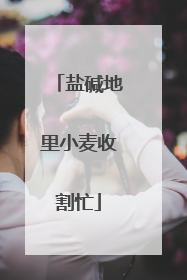 盐碱地里小麦收割忙