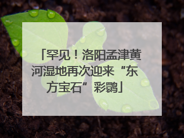 罕见！洛阳孟津黄河湿地再次迎来“东方宝石”彩鹮