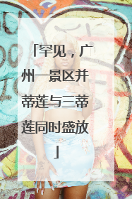 罕见，广州一景区并蒂莲与三蒂莲同时盛放