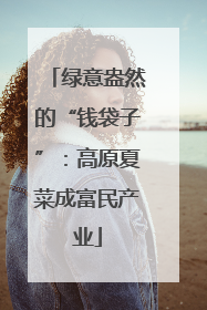 绿意盎然的“钱袋子”：高原夏菜成富民产业