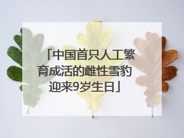 中国首只人工繁育成活的雌性雪豹迎来9岁生日