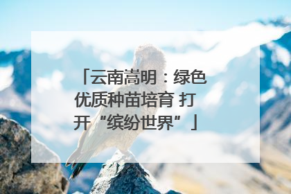云南嵩明：绿色优质种苗培育 打开“缤纷世界”