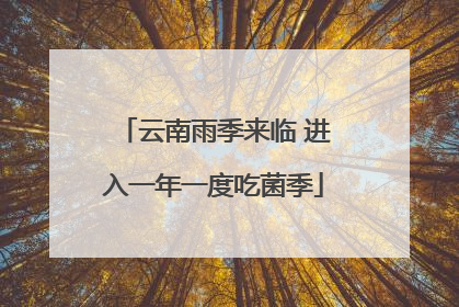 云南雨季来临 进入一年一度吃菌季