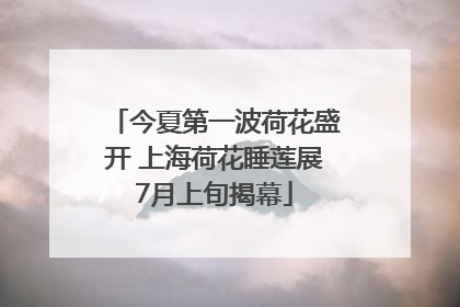 今夏第一波荷花盛开 上海荷花睡莲展7月上旬揭幕