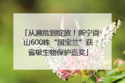 从濒危到绽放！新宁崀山600株“国宝兰”获省级生物保护嘉奖