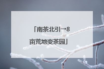 南茶北引→8亩荒地变茶园