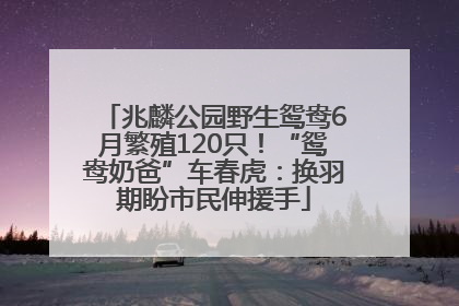 兆麟公园野生鸳鸯6月繁殖120只！“鸳鸯奶爸”车春虎：换羽期盼市民伸援手