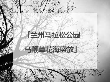 兰州马拉松公园 马鞭草花海盛放