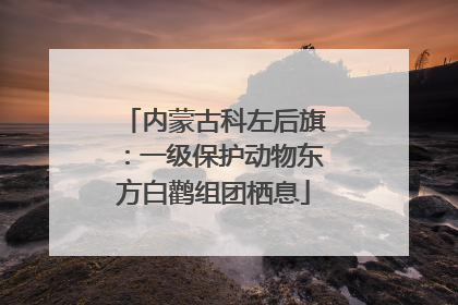 内蒙古科左后旗：一级保护动物东方白鹳组团栖息