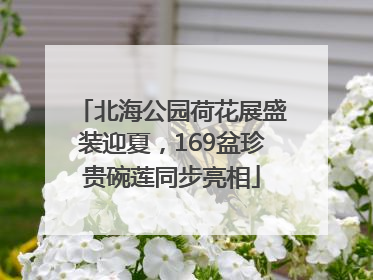 北海公园荷花展盛装迎夏，169盆珍贵碗莲同步亮相