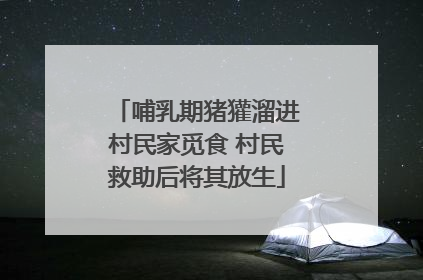 哺乳期猪獾溜进村民家觅食 村民救助后将其放生