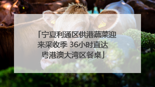 宁夏利通区供港蔬菜迎来采收季 36小时直达粤港澳大湾区餐桌