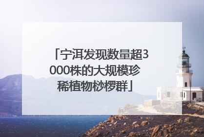 宁洱发现数量超3000株的大规模珍稀植物桫椤群