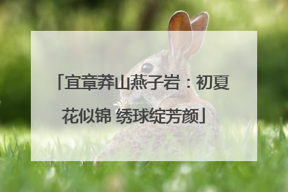 宜章莽山燕子岩：初夏花似锦 绣球绽芳颜