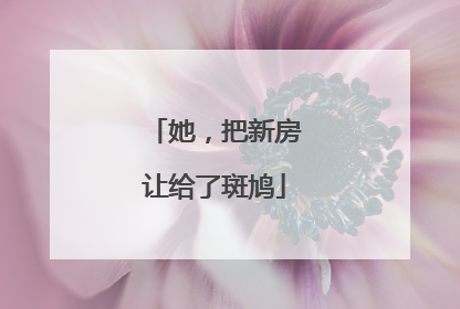 她，把新房让给了斑鸠