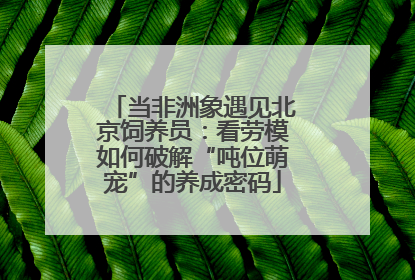 当非洲象遇见北京饲养员：看劳模如何破解“吨位萌宠”的养成密码