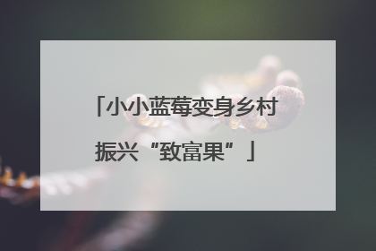 小小蓝莓变身乡村振兴“致富果”