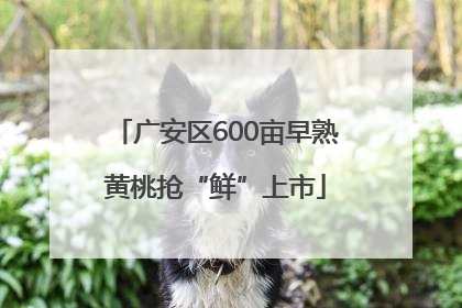 广安区600亩早熟黄桃抢“鲜”上市