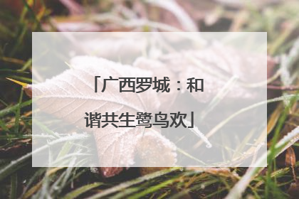 广西罗城：和谐共生鹭鸟欢