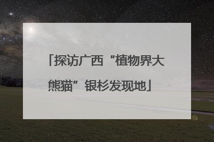 探访广西“植物界大熊猫”银杉发现地