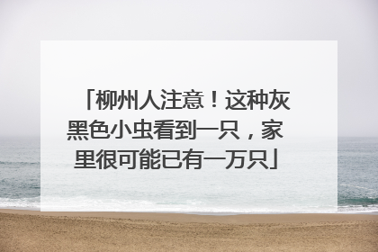 柳州人注意！这种灰黑色小虫看到一只，家里很可能已有一万只