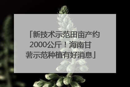 新技术示范田亩产约2000公斤！海南甘薯示范种植有好消息