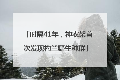 时隔41年，神农架首次发现杓兰野生种群