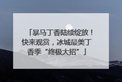 暴马丁香陆续绽放！快来观赏，冰城最美丁香季“终极大招”