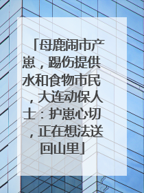 母鹿闹市产崽，踢伤提供水和食物市民，大连动保人士：护崽心切，正在想法送回山里