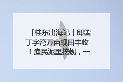 桂东出海记丨即墨丁字湾万亩蚬田丰收！渔民泥里挖蚬，一天上岸过千斤