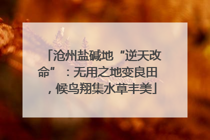沧州盐碱地“逆天改命”：无用之地变良田，候鸟翔集水草丰美