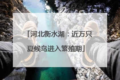 河北衡水湖：近万只夏候鸟进入繁殖期
