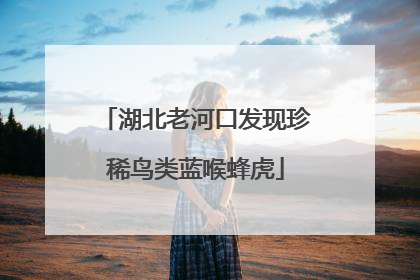 湖北老河口发现珍稀鸟类蓝喉蜂虎