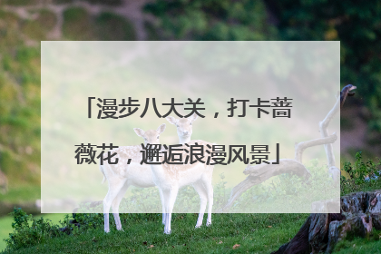漫步八大关，打卡蔷薇花，邂逅浪漫风景