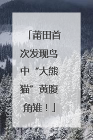莆田首次发现鸟中“大熊猫”黄腹角雉！