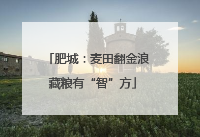 肥城：麦田翻金浪藏粮有“智”方