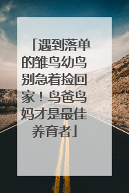 遇到落单的雏鸟幼鸟别急着捡回家！鸟爸鸟妈才是最佳养育者