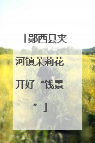 郧西县夹河镇茉莉花开好“钱景”