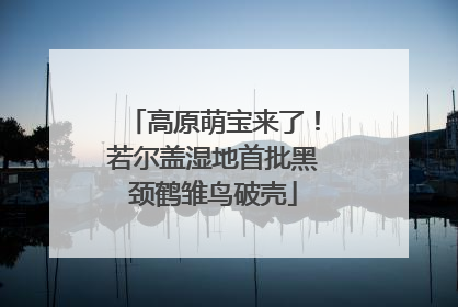 高原萌宝来了！若尔盖湿地首批黑颈鹤雏鸟破壳
