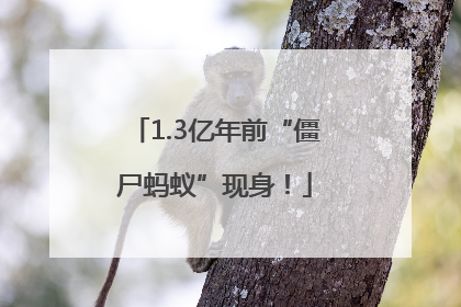 1.3亿年前“僵尸蚂蚁”现身！